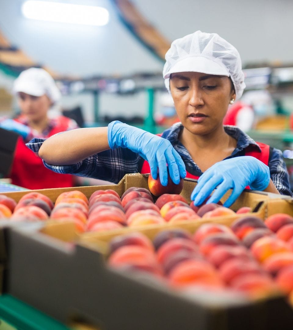 food inspector checks fruits for problems